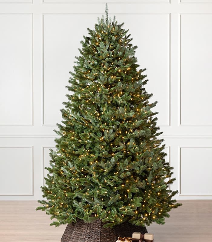 Fraser Fir Trees